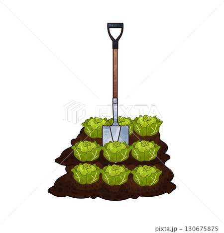 illustration of shovel digging cabbage illustration of shovel digging cabbage 130675875