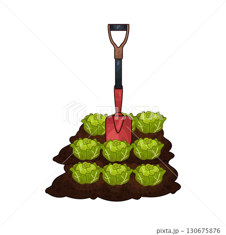 illustration of shovel digging cabbage illustration of shovel digging cabbage 130675876