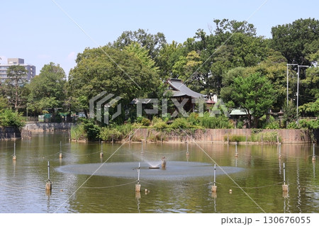 碑文谷公園・弁天池（東京都目黒区） 130676055