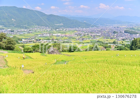 姨捨棚田と善光寺平の初秋の景色 130676278