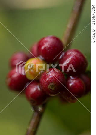 Farmer concept harvest fruit ripe coffee seed robusta arabica berry close up fresh green leaf bean picking orange crop red yellow berries raw plant tree farm growth blur background eco organic garden 130676284
