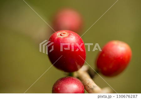 Farmer concept harvest fruit ripe coffee seed robusta arabica berry close up fresh green leaf bean picking orange crop red yellow berries raw plant tree farm growth blur background eco organic garden 130676287