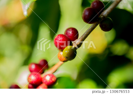 Farmer concept harvest fruit ripe coffee seed robusta arabica berry close up fresh green leaf bean picking orange crop red yellow berries raw plant tree farm growth blur background eco organic garden Farmer concept harvest fruit ripe coffee seed robusta arabica berry close up fresh green leaf bean picking orange crop red yellow berries raw plant tree farm growth blur background eco organic garden 130676553