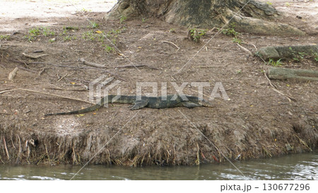 バンコク・ルンピニ公園のオオトカゲ(水辺の野生動物) バンコク・ルンピニ公園のオオトカゲ(水辺の野生動物) 130677296