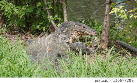 バンコク・ルンピニ公園のオオトカゲ（水辺の野生動物） 130677298
