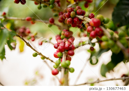 Farmer concept harvest fruit ripe coffee seed robusta arabica berry close up fresh green leaf bean picking orange crop red yellow berries raw plant tree farm growth blur background eco organic garden 130677463