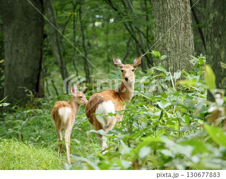 子育て中のエゾシカ 130677883