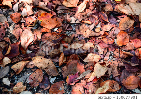落ち葉 落ち葉 130677901