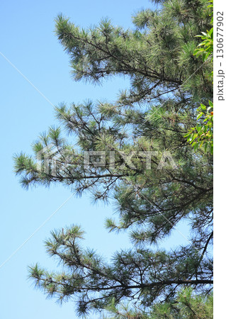 松の木と青空 130677902
