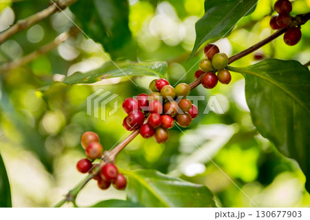 Farmer concept harvest fruit ripe coffee seed robusta arabica berry close up fresh green leaf bean picking orange crop red yellow berries raw plant tree farm growth blur background eco organic garden 130677903