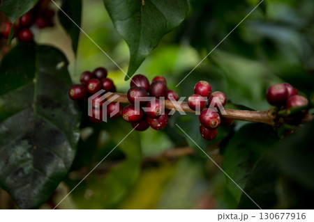 Farmer concept harvest fruit ripe coffee seed robusta arabica berry close up fresh green leaf bean picking orange crop red yellow berries raw plant tree farm growth blur background eco organic garden 130677916