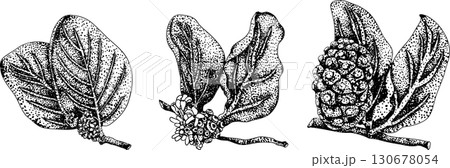 Detailed engraving noni fruits,Indian mulberry, great morinda. Detailed engraving noni fruits,Indian mulberry, great morinda. 130678054