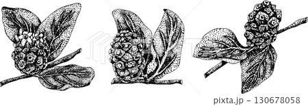 Detailed engraving noni fruits,Indian mulberry, great morinda. Detailed engraving noni fruits,Indian mulberry, great morinda. 130678058