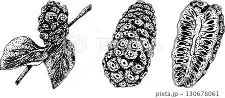 Detailed engraving noni fruits,Indian mulberry, great morinda. 130678061
