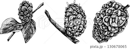 Detailed engraving noni fruits,Indian mulberry, great morinda. Detailed engraving noni fruits,Indian mulberry, great morinda. 130678065