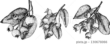Set of illustrations featuring serviceberry, saskatoon clusters, flowers, and single berries. Set of illustrations featuring serviceberry, saskatoon clusters, flowers, and single berries. 130678066