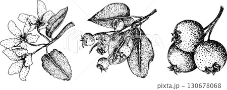 Set of illustrations featuring serviceberry, saskatoon clusters, flowers, and single berries. Set of illustrations featuring serviceberry, saskatoon clusters, flowers, and single berries. 130678068