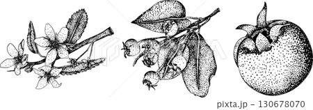 Set of illustrations featuring serviceberry, saskatoon clusters, flowers, and single berries. Set of illustrations featuring serviceberry, saskatoon clusters, flowers, and single berries. 130678070