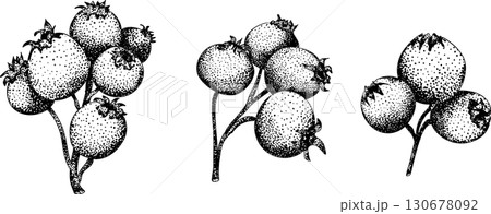 Set of illustrations featuring serviceberry, saskatoon clusters, flowers, and single berries. 130678092