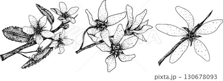 Set of illustrations featuring serviceberry, saskatoon clusters, flowers, and single berries. Set of illustrations featuring serviceberry, saskatoon clusters, flowers, and single berries. 130678093
