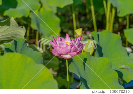 光を浴びて輝く満開のピンクのハスの花 光を浴びて輝く満開のピンクのハスの花 130678250