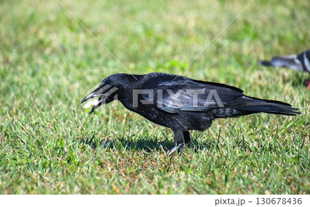 餌を食べるハシボソガラス 餌を食べるハシボソガラス 130678436