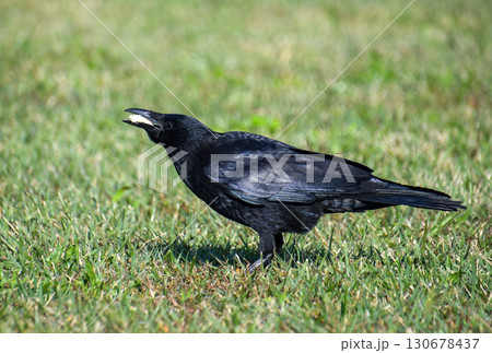 餌を咥えて地面に降りたハシボソガラス 餌を咥えて地面に降りたハシボソガラス 130678437