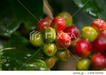 Farmer concept harvest fruit ripe coffee seed robusta arabica berry close up fresh green leaf bean picking orange crop red yellow berries raw plant tree farm growth blur background eco organic garden 130678448