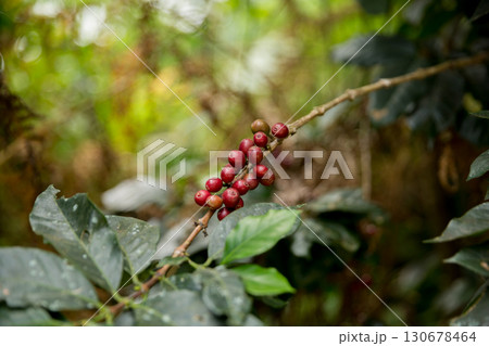 Farmer concept harvest fruit ripe coffee seed robusta arabica berry close up fresh green leaf bean picking orange crop red yellow berries raw plant tree farm growth blur background eco organic garden Farmer concept harvest fruit ripe coffee seed robusta arabica berry close up fresh green leaf bean picking orange crop red yellow berries raw plant tree farm growth blur background eco organic garden 130678464