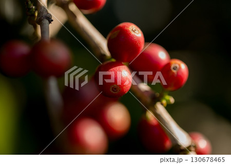 Farmer concept harvest fruit ripe coffee seed robusta arabica berry close up fresh green leaf bean picking orange crop red yellow berries raw plant tree farm growth blur background eco organic garden Farmer concept harvest fruit ripe coffee seed robusta arabica berry close up fresh green leaf bean picking orange crop red yellow berries raw plant tree farm growth blur background eco organic garden 130678465