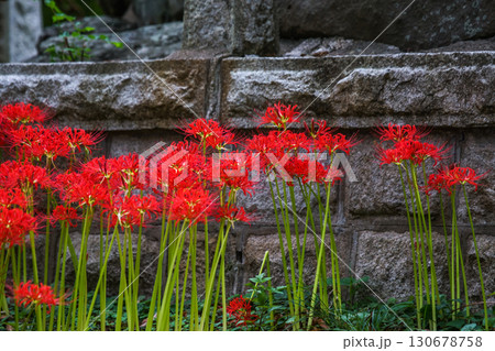 石碑の前に並んで咲く真っ赤な彼岸花の写真。「岡山県真庭市・川東公園」 130678758