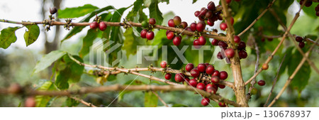 Farmer concept harvest fruit ripe coffee seed robusta arabica berry close up fresh green leaf bean picking orange crop red yellow berries raw plant tree farm growth blur background eco organic garden 130678937