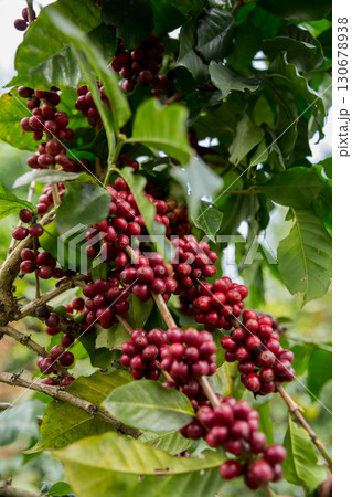 Farmer concept harvest fruit ripe coffee seed robusta arabica berry close up fresh green leaf bean picking orange crop red yellow berries raw plant tree farm growth blur background eco organic garden 130678938
