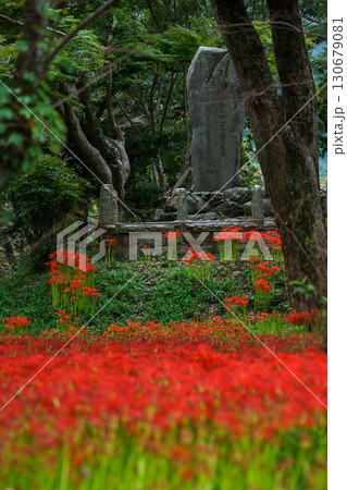 石碑の前の広場に満開の彼岸花が花絨毯を作っている写真。「岡山県真庭市・川東公園」 130679081