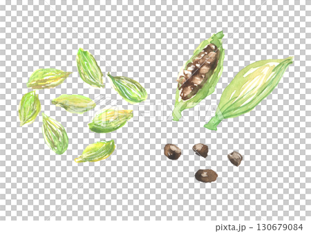 小荳蔻水彩插圖 小荳蔻水彩插圖 130679084