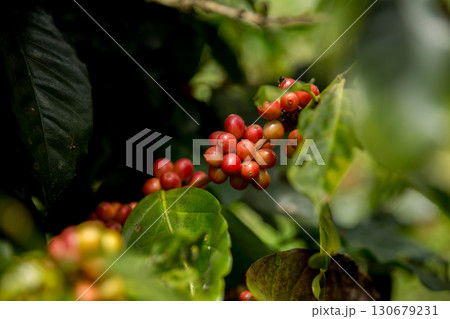 Farmer concept harvest fruit ripe coffee seed robusta arabica berry close up fresh green leaf bean picking orange crop red yellow berries raw plant tree farm growth blur background eco organic garden Farmer concept harvest fruit ripe coffee seed robusta arabica berry close up fresh green leaf bean picking orange crop red yellow berries raw plant tree farm growth blur background eco organic garden 130679231