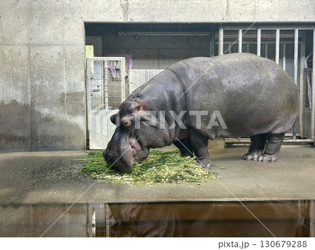 ご飯を食べるカバ ご飯を食べるカバ 130679288