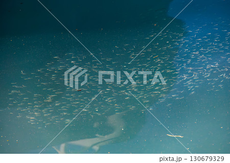ミジュン（ニシン科）の幼魚の群れ。沖縄県島尻郡慶良間諸島座間味島座間味港-2025/6/27 130679329