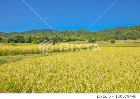 今年の新米 京都嵯峨野の田園風景 今年の新米 京都嵯峨野の田園風景 130679440