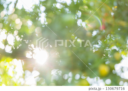 Business concept nature revolves around citrus orchard orange tree are growing, vibrant fruit organic lush leaves creating stunning background, green blur garden of thriving crop ripe laden branches 130679716