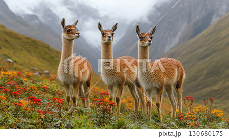 Vicuna group standing on mountain meadow with colorful wildflowers, Andes mountains travel wildlife concept 130680175