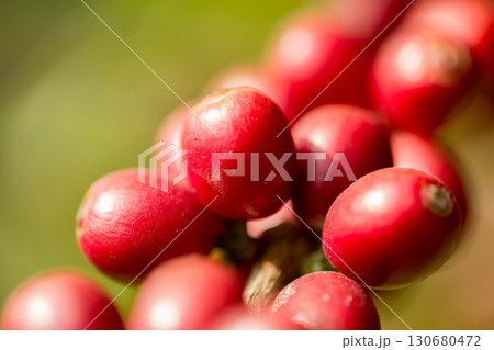Farmer concept harvest fruit ripe coffee seed robusta arabica berry close up fresh green leaf bean picking orange crop red yellow berries raw plant tree farm growth blur background eco organic garden 130680472