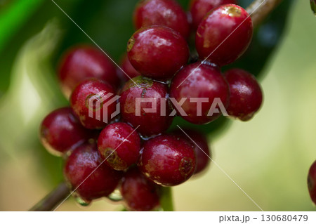 Farmer concept harvest fruit ripe coffee seed robusta arabica berry close up fresh green leaf bean picking orange crop red yellow berries raw plant tree farm growth blur background eco organic garden Farmer concept harvest fruit ripe coffee seed robusta arabica berry close up fresh green leaf bean picking orange crop red yellow berries raw plant tree farm growth blur background eco organic garden 130680479