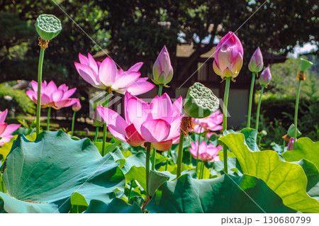 古代ハスの花7ー4 130680799