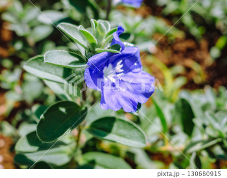 アメリカンブルーの花と水滴ー3 130680915