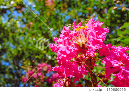 サルスベリの花ー2 サルスベリの花ー2 130680966