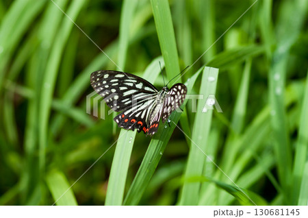 赤星胡麻斑蝶 赤星胡麻斑蝶 130681145