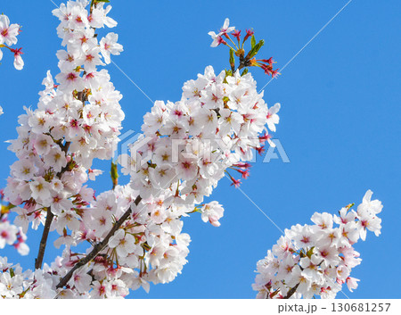 春イメージ〜満開の桜の花びらのアップ 130681257
