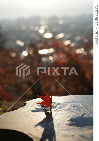 朝の光に照らされた紅葉 130681271
