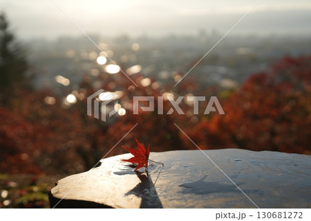 朝の光に照らされた紅葉 130681272